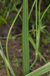 Prairie pleatleaf